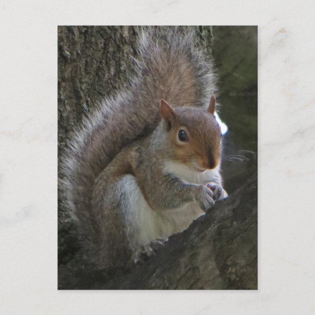 Carte Postale Écureuil dans l'arbre (Devant)