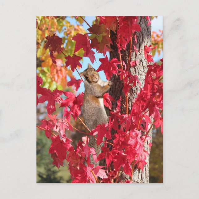 Carte Postale Écureuil dans l'arbre d'automne rouge (Devant)