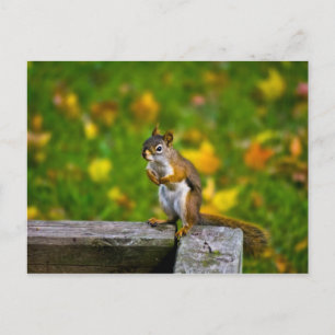 Carte Postale Écureuil dans le jardin / Eichhörnchen