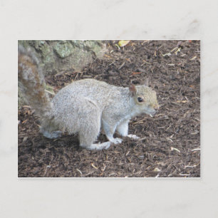 Carte Postale Écureuil Dans Les Puces