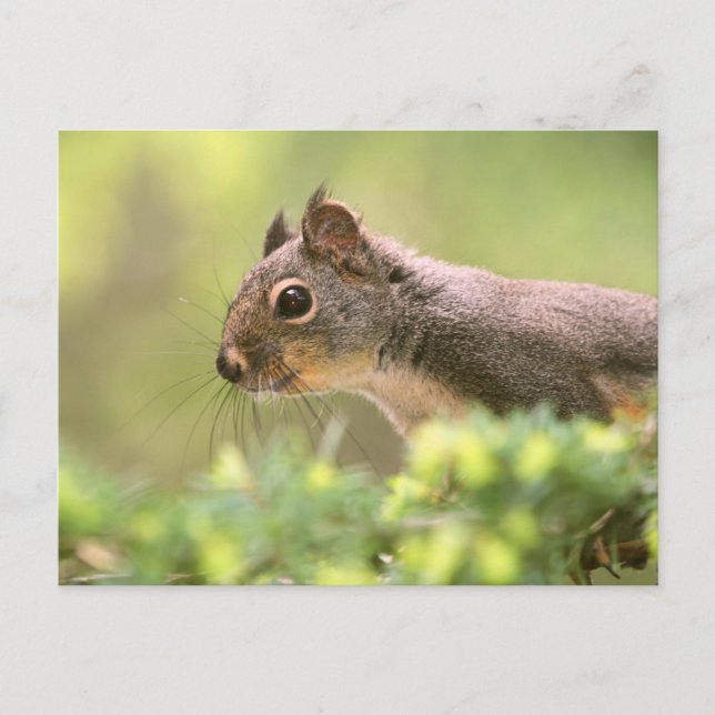 Carte Postale Écureuil dans un arbre (Devant)