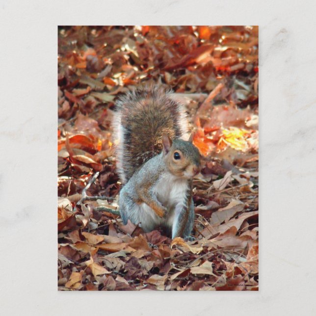 Carte Postale Écureuil d'automne (Devant)