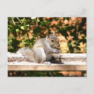 Carte Postale Écureuil de bébé