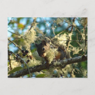 Carte Postale Écureuil de bébé dans les Blackberry