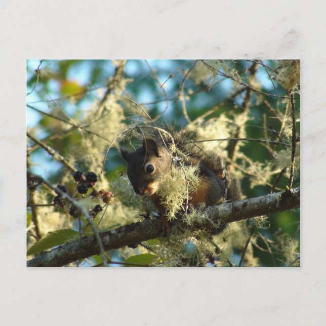 Carte Postale Écureuil de bébé dans les Blackberry (Devant)