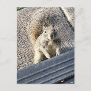 Carte Postale Écureuil de terre debout sur une surface pavée
