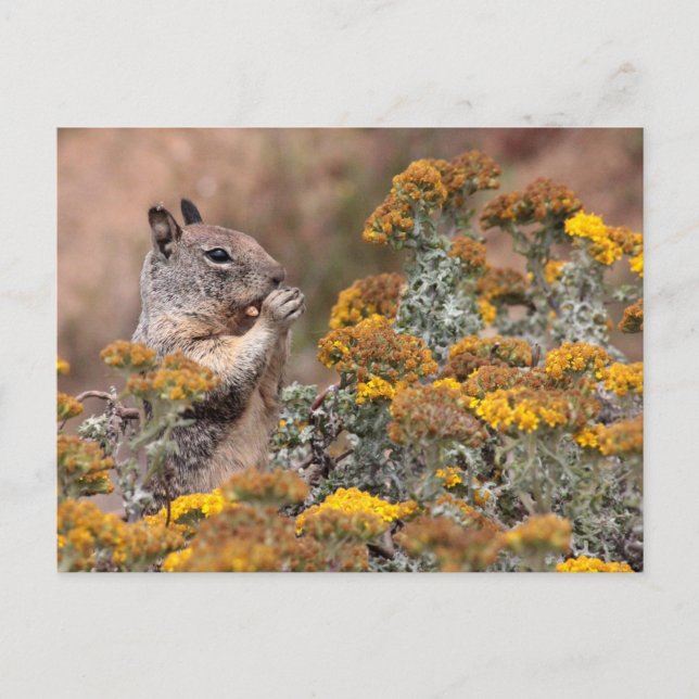 Carte Postale Écureuil et Chipmunk (Devant)