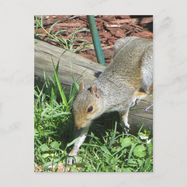 Carte Postale Écureuil Étendre Paw (Devant)