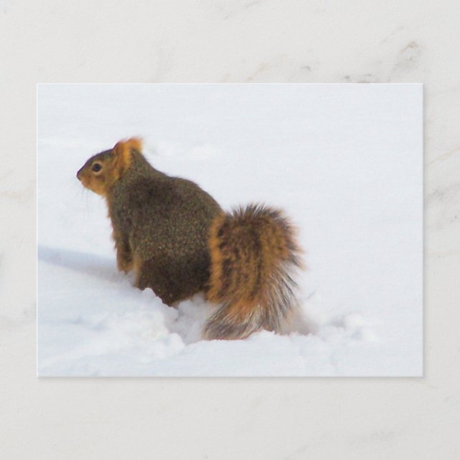 Carte Postale écureuil froid (Devant)