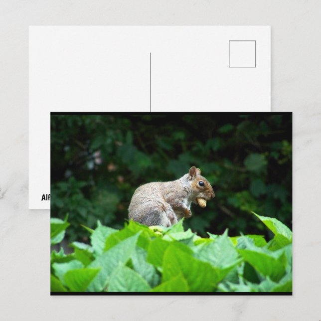 Carte Postale Écureuil gris avec noix (Devant / Derrière)