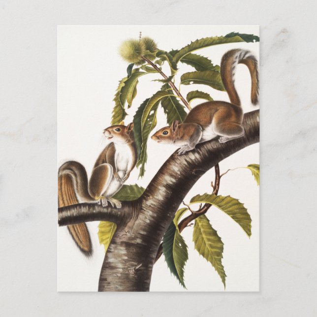 Carte Postale Écureuil gris de Caroline (Sciurus Carolinensis) (Devant)