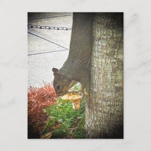 Carte Postale Écureuil gris de l'Est sur le tronc d'arbre Athens