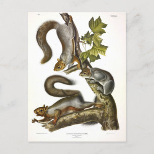 Carte Postale Écureuil gris-oriental (écureuil migrateur) Audubo