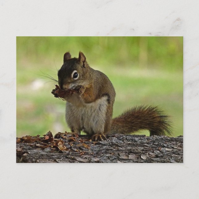Carte Postale Écureuil mangeant le cône (Devant)