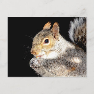 Carte Postale Écureuil mangeant une noix