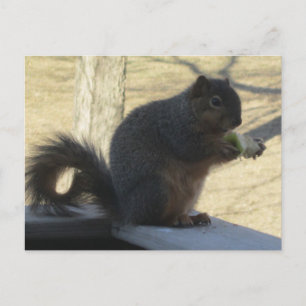 Carte Postale Écureuil Mangeant Une Pomme