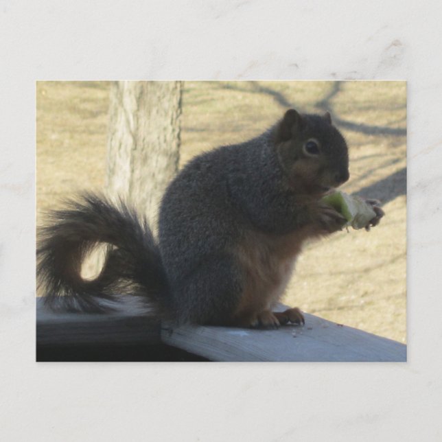 Carte Postale Écureuil Mangeant Une Pomme (Devant)