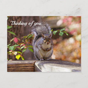 Carte postale : Écureuil mendiant pense à toi