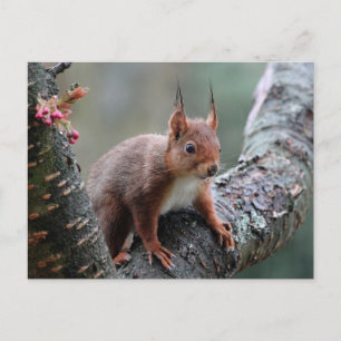 Carte Postale Écureuil mignon dans un arbre