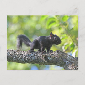 Carte Postale Écureuil noir