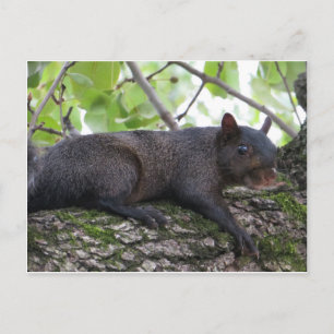 Carte Postale Écureuil noir relaxant