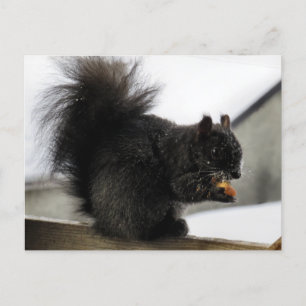 Carte Postale Écureuil noir sur balcon mangeant une cacahuète en