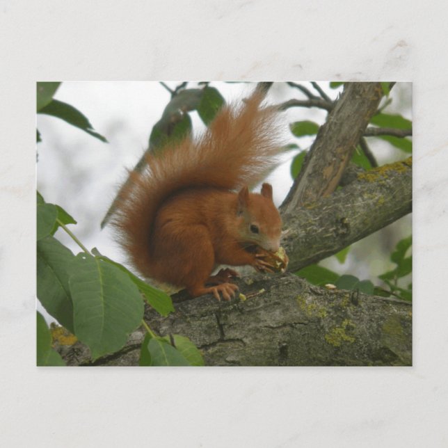 Carte Postale Écureuil rouge (Devant)