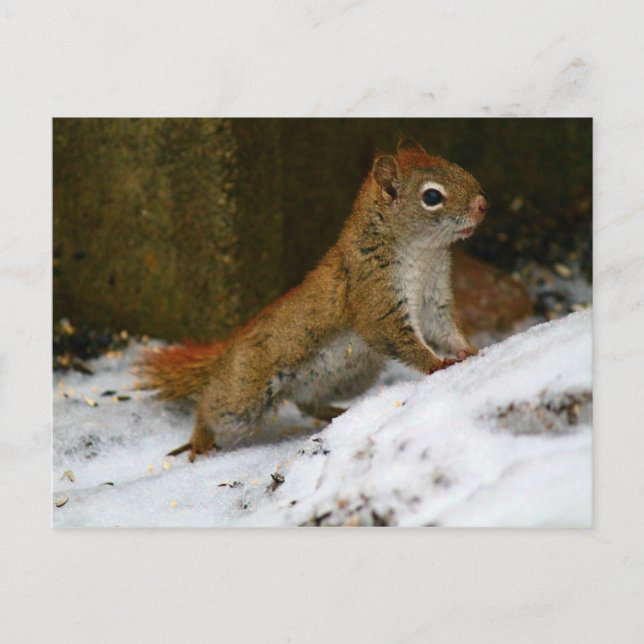 Carte Postale Écureuil Rouge Chez L'Oiseau (Devant)