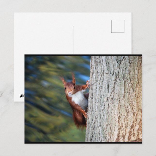 Carte Postale Écureuil roux sur un arbre (Devant / Derrière)