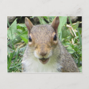 Carte Postale Écureuil souriant
