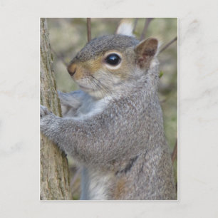 Carte Postale Écureuil sur arbre