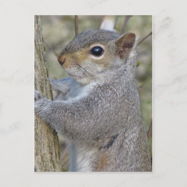Carte Postale Écureuil sur arbre (Devant)