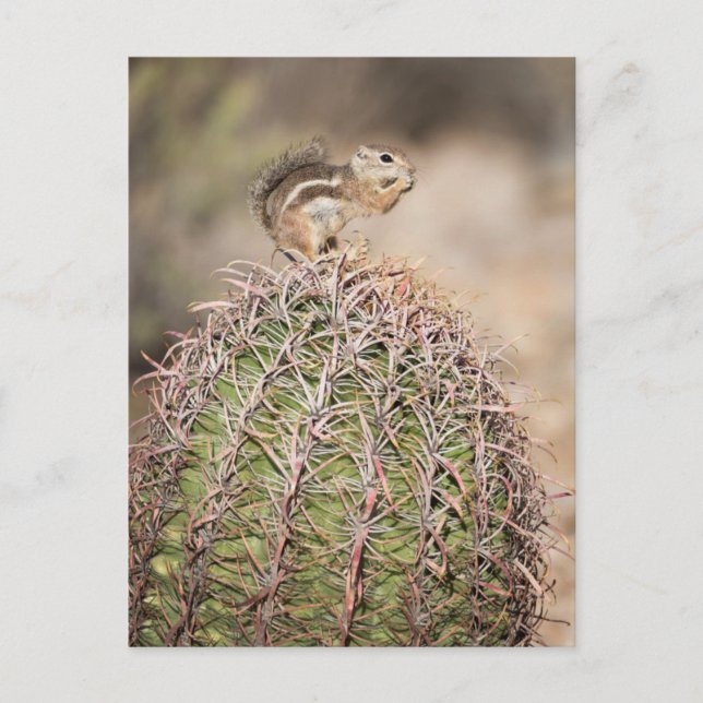 Carte Postale Écureuil sur cactus tonneau (Devant)
