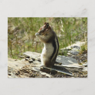 Carte Postale Écureuil terrestre à manteau doré à Glacier I