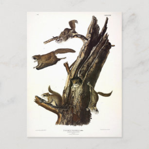 Carte Postale Écureuil volant commun ou méridional, ou l'Assapan