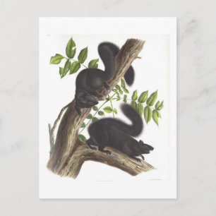 Carte Postale Écureuils noirs