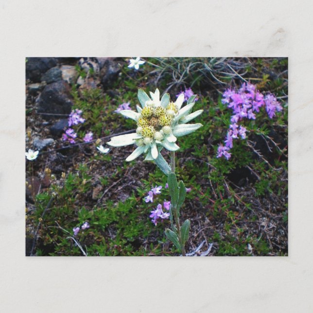 Carte postale Edelweiss (Devant)