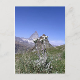 Carte Postale Edelweiss and Matterhorn
