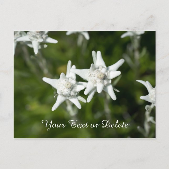 Carte Postale Edelweiss Bloom (Devant)