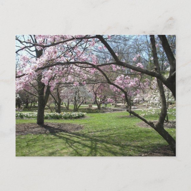 Carte Postale Eden Park Cincinnati, Ohio au printemps (Devant)