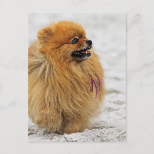 Carte Postale Edgrrrr #3 - Pomeranian