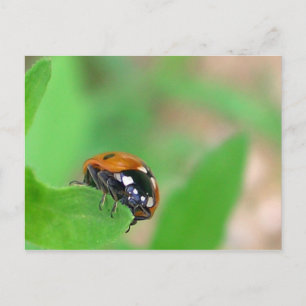 Carte Postale Edgy - Ladybug sur le bord de la feuille