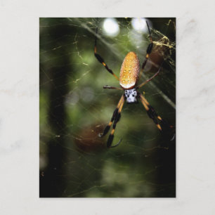 Carte Postale Edisto Golden Silk Spider 3519