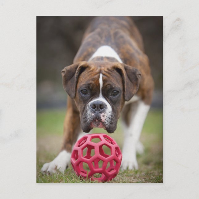 Carte Postale edmonton, alberta canada (Devant)