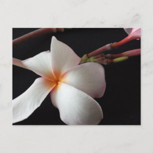 Carte Postale educatedbrainfart Plumeria