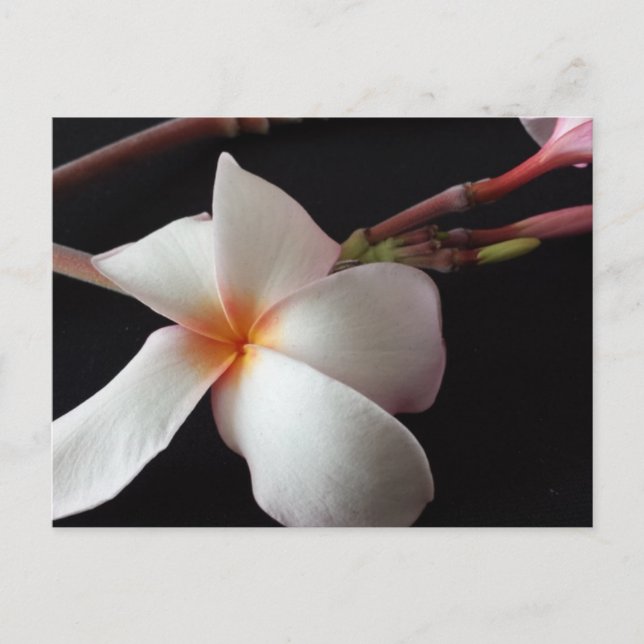 Carte Postale educatedbrainfart Plumeria (Devant)