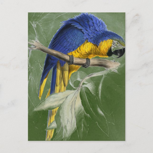 Carte Postale Edward Lear Collection D'Oiseaux Macaw Bleu Et Jau (Devant)