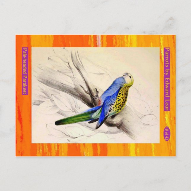 Carte Postale Edward Lear. Parakeet à tête pâle. (Devant)
