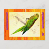 Edward Lear. Parakeet nain Macaw.