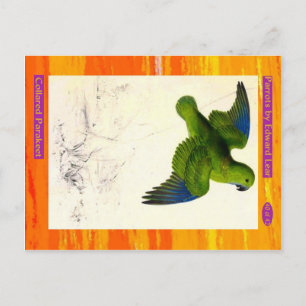 Carte Postale Edward Lear. Perruche à collier.